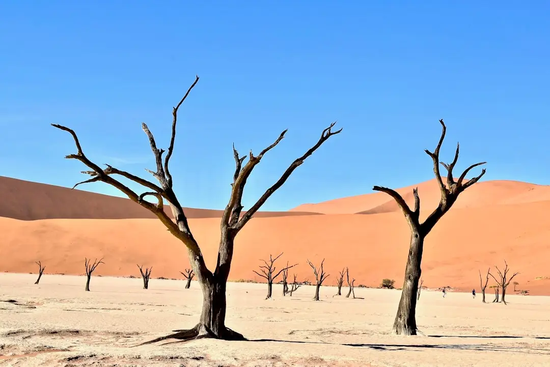 Deadvlei 💀