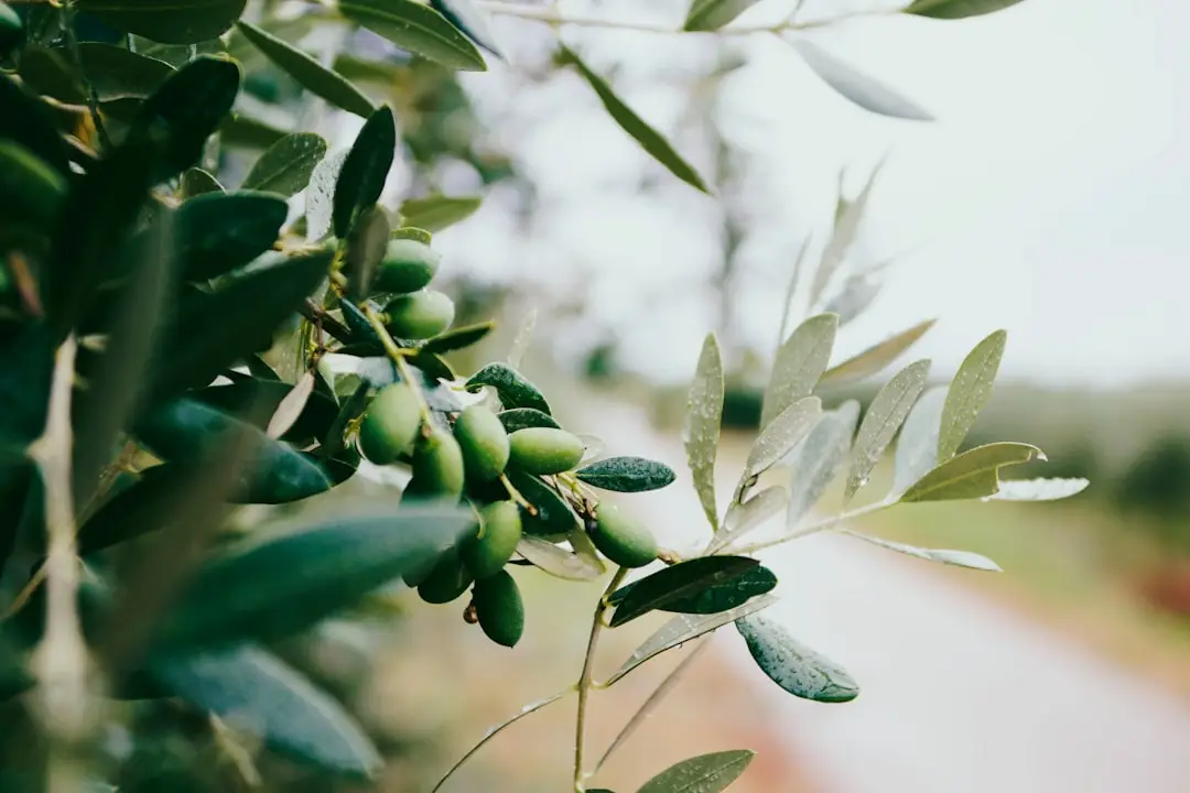 Olive tree in Croatia, Europe. Instagram: @nazarhrbv