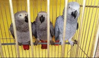 African grey parrots in a cage